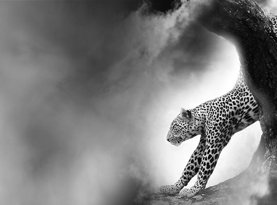 Shopify page speed optimization