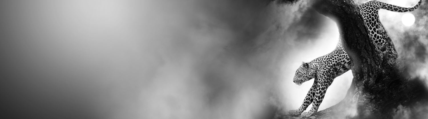 Shopify page speed optimization